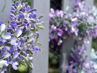 Lavender Garland, artificial, violet, 180cm