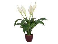 Lily Peace, artificial plant, 49cm