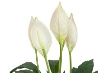 Lily Peace, artificial plant, 49cm