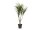 Dracena, künstlich, grün-rot, 90cm