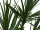 Dracena, Kunstpflanze, grün, 170cm