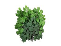 Ficus spray Benjamina, artificial, 12x