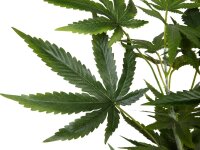 Cannabis-plant, artificial plant, 150cm