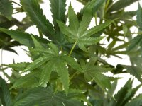 Cannabis-plant, artificial plant, 150cm