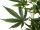 Cannabis-plant, artificial plant, 150cm