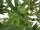 Cannabis-plant, artificial plant, 150cm