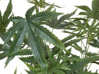 Cannabis-plant, artificial plant, 120cm