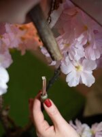 Cherry tree with 3 trunks, artificial plant, rose, 160cm