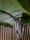 Taro Alocasia, artificial plant, 140cm