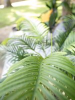 Areca Palme, 2-stämmig, Kunstpflanze, 120cm