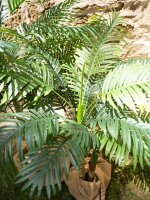 Areca Palme, 2-stämmig, Kunstpflanze, 120cm