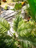 Areca Palme, 2-stämmig, Kunstpflanze, 120cm