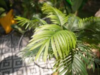 Areca Palme, 2-stämmig, Kunstpflanze, 120cm