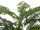 Areca Palme, 2-stämmig, Kunstpflanze, 120cm