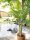 Areca Palme, 2-stämmig, Kunstpflanze, 120cm