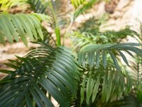 Areca Palme, 3-stämmig, Kunstpflanze, 150cm
