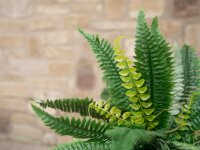 Boston Fern, artificial plant,53cm