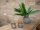Boston Fern, artificial plant,53cm