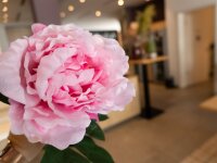 Peony Branch classic, artificial plant, pink, 80cm