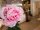 Peony Branch classic, artificial plant, pink, 80cm