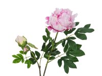 Peony Branch premium, artificial plant, pink, 100cm