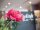 Peony Branch premium, artificial plant, magenta, 100cm