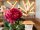 Peony Branch premium, artificial plant, magenta, 100cm