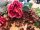 Peony Branch premium, artificial plant, magenta, 100cm