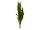 Snake Tongue (EVA), artificial, green-yellow, 60cm