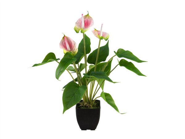 Anthurie, Kunstpflanze, weiß pink