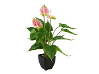 Anthurie, Kunstpflanze, weiß pink
