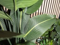 Strelitzia, artificial plant, 110cm