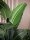 Strelitzia, artificial plant, 110cm