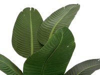Strelitzia, artificial plant, 170cm