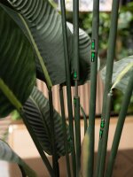 Strelitzia, artificial plant, 170cm