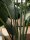 Strelitzia, artificial plant, 170cm