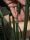 Strelitzia, artificial plant, 170cm