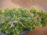 Pencil Cedar, artificial plant, 40cm