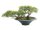 Pencil Cedar, artificial plant, 40cm