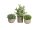 Table plants in pots, artificial plant, Set of 3