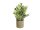 Table plants in pots, artificial plant, Set of 3