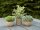 Table plants in pots, artificial plant, Set of 3