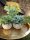 Table plants in pots, artificial plant, Set of 3