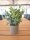 Table plants in pots, artificial plant, Set of 3
